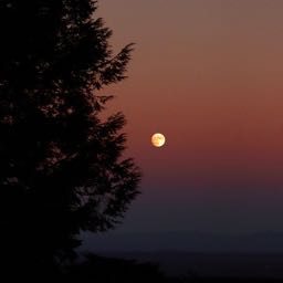 grantbraaksma01 on One Bite Pizza App