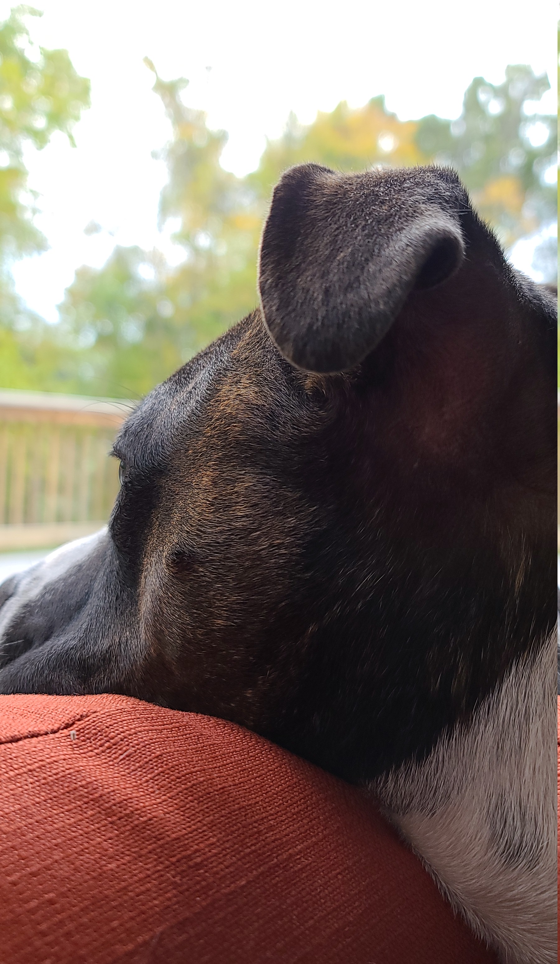 mark.pruim on One Bite Pizza App