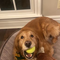 luke.sleet on One Bite Pizza App