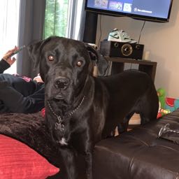 tgr on One Bite Pizza App