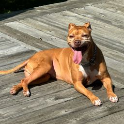 josh.challender on One Bite Pizza App