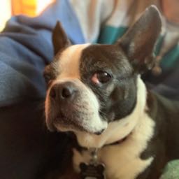 johnnycashville on One Bite Pizza App