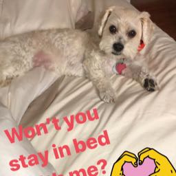 ray.sanchez on One Bite Pizza App