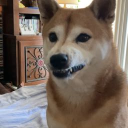 rylan.fernandes on One Bite Pizza App