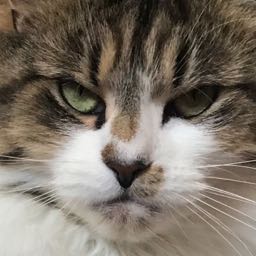 shannon.balcom on One Bite Pizza App