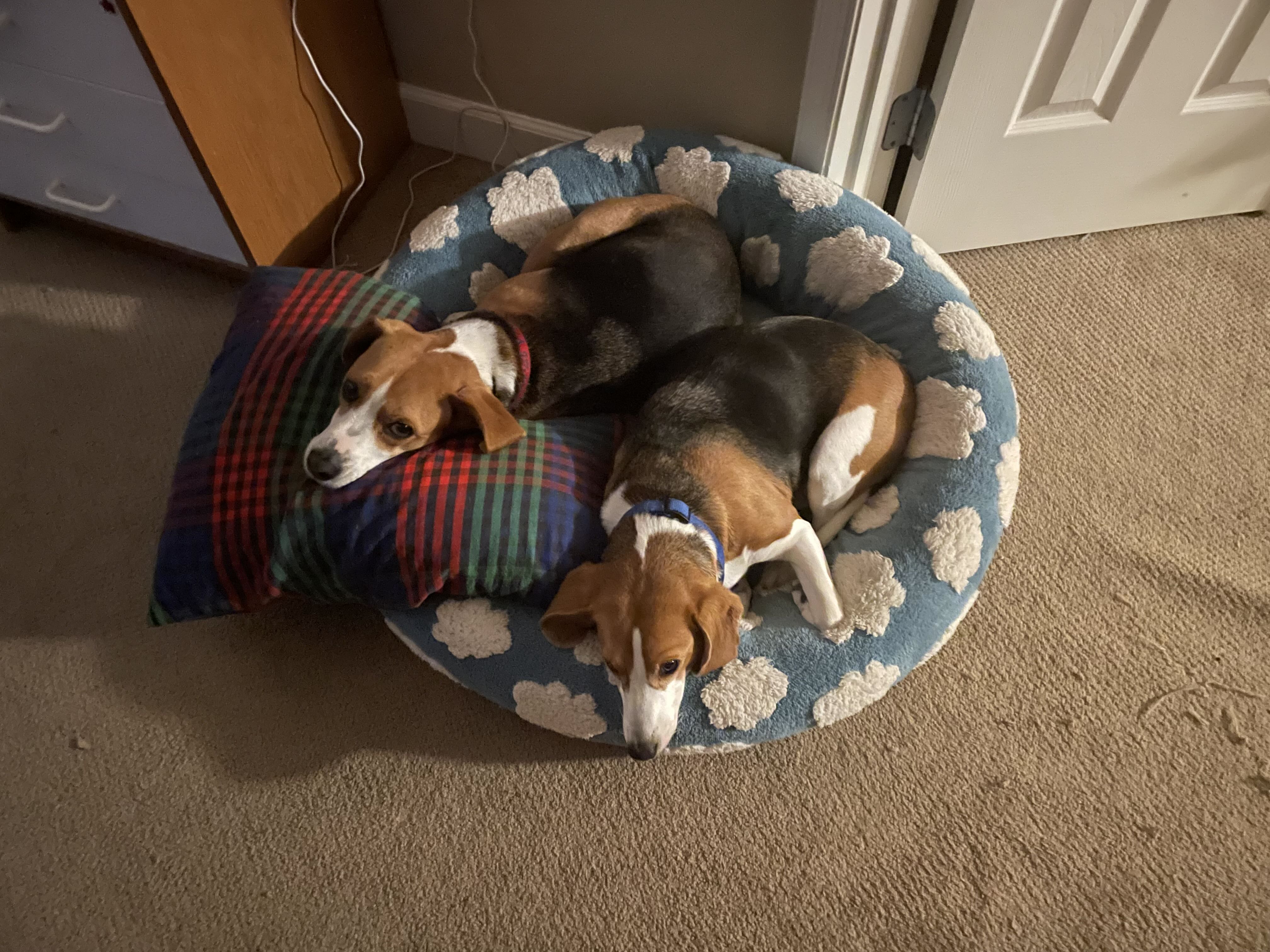 morzan on One Bite Pizza App