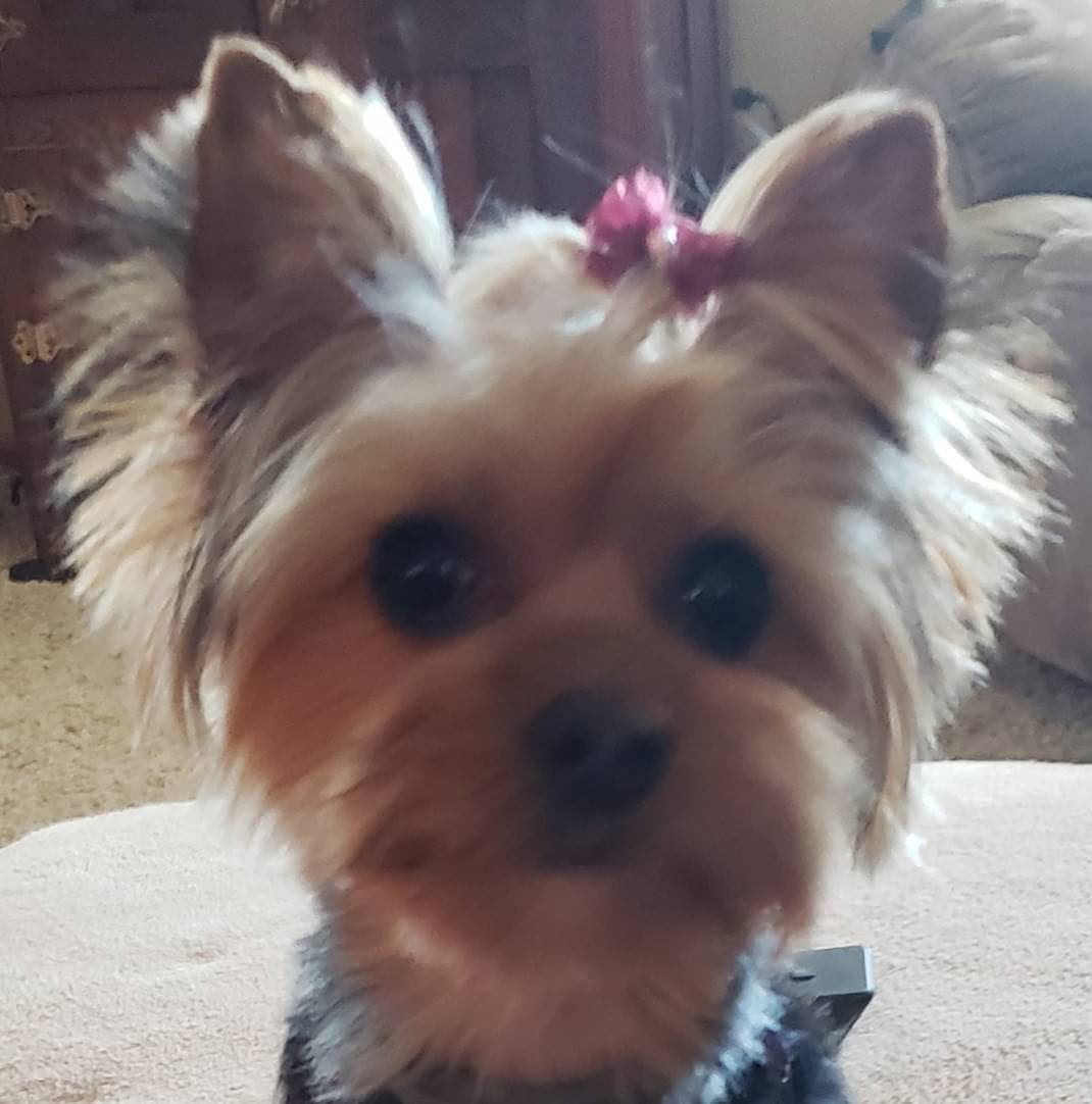 luv2walk2 on One Bite Pizza App