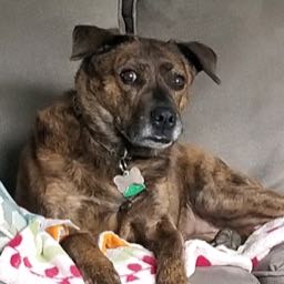 kyle.jackson10 on One Bite Pizza App