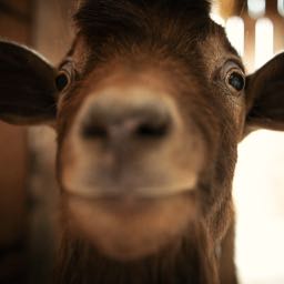 orion.florida on One Bite Pizza App