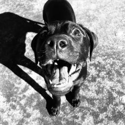 danny.perez2 on One Bite Pizza App