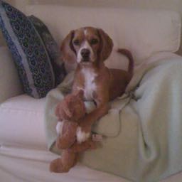 ryan.martin2 on One Bite Pizza App