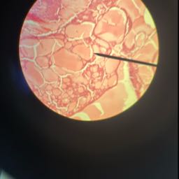 michael.longpre on One Bite Pizza App