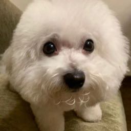 sirllen on One Bite Pizza App