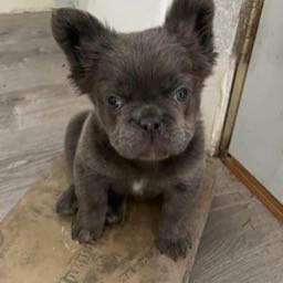 jeremy.buckholtz on One Bite Pizza App