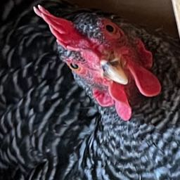 taste.test on One Bite Pizza App