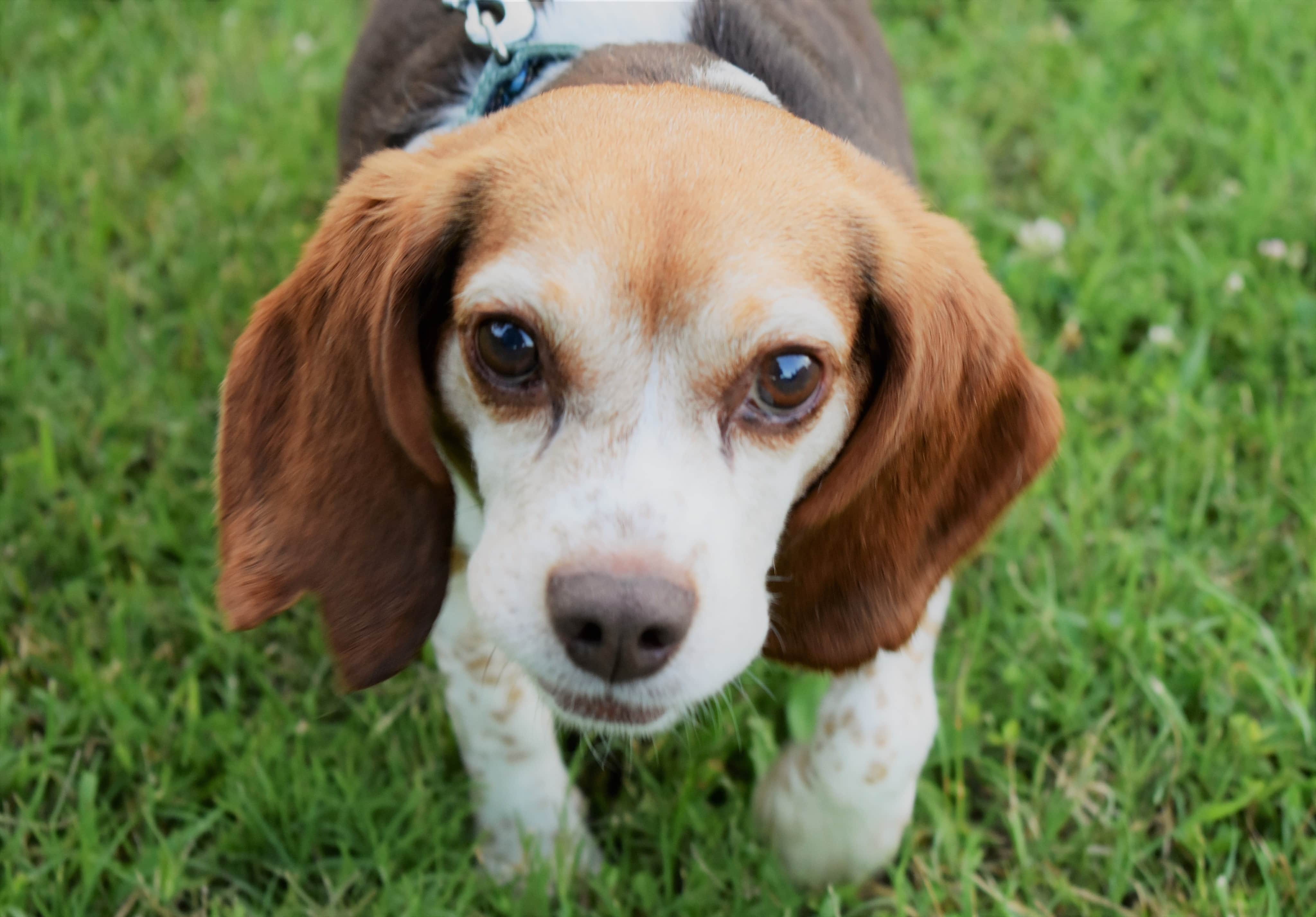 jc88 on One Bite Pizza App