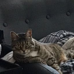 reggie.cat on One Bite Pizza App