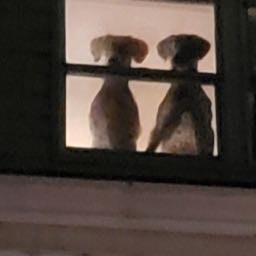 pizzaguy570 on One Bite Pizza App