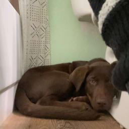 alex.pomykalski on One Bite Pizza App