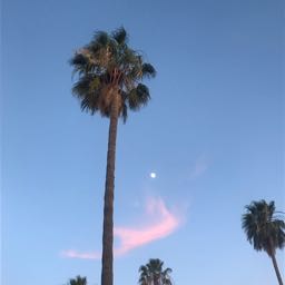 matthew.rauch on One Bite Pizza App