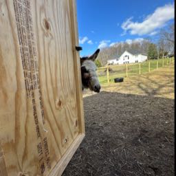 ben.battjes on One Bite Pizza App