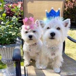 lunaleo on One Bite Pizza App