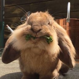 mallory.sharkey on One Bite Pizza App