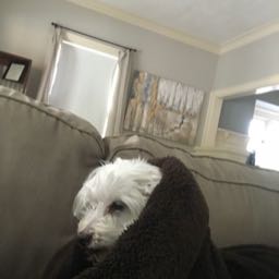 jonas.ben on One Bite Pizza App