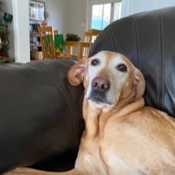 chris...k on One Bite Pizza App