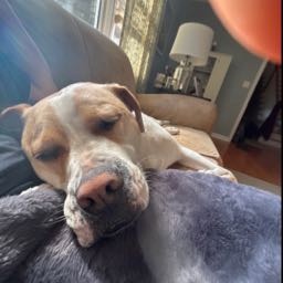 tyler.salvo on One Bite Pizza App