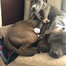 robby.butts on One Bite Pizza App