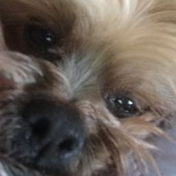 gizzletizzlepizzasizzle on One Bite Pizza App