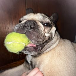 lily.roemischer on One Bite Pizza App