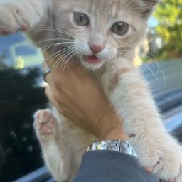 drawpout on One Bite Pizza App