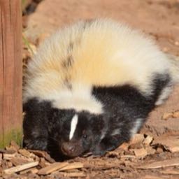 the.zone on One Bite Pizza App