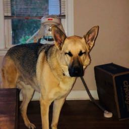 cody.robinson on One Bite Pizza App