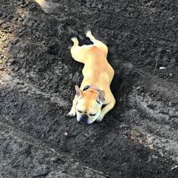 thetravisroe on One Bite Pizza App