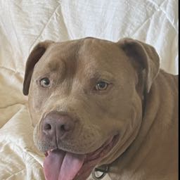 david.lewis16 on One Bite Pizza App