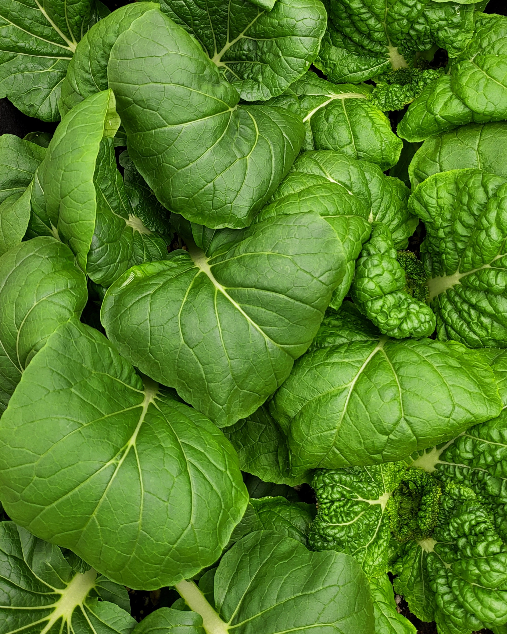 travis.s775 on One Bite Pizza App