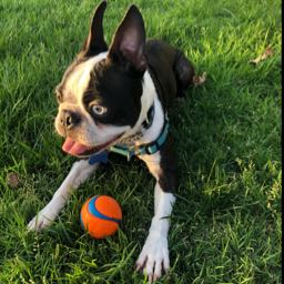 chelsea.sowden on One Bite Pizza App