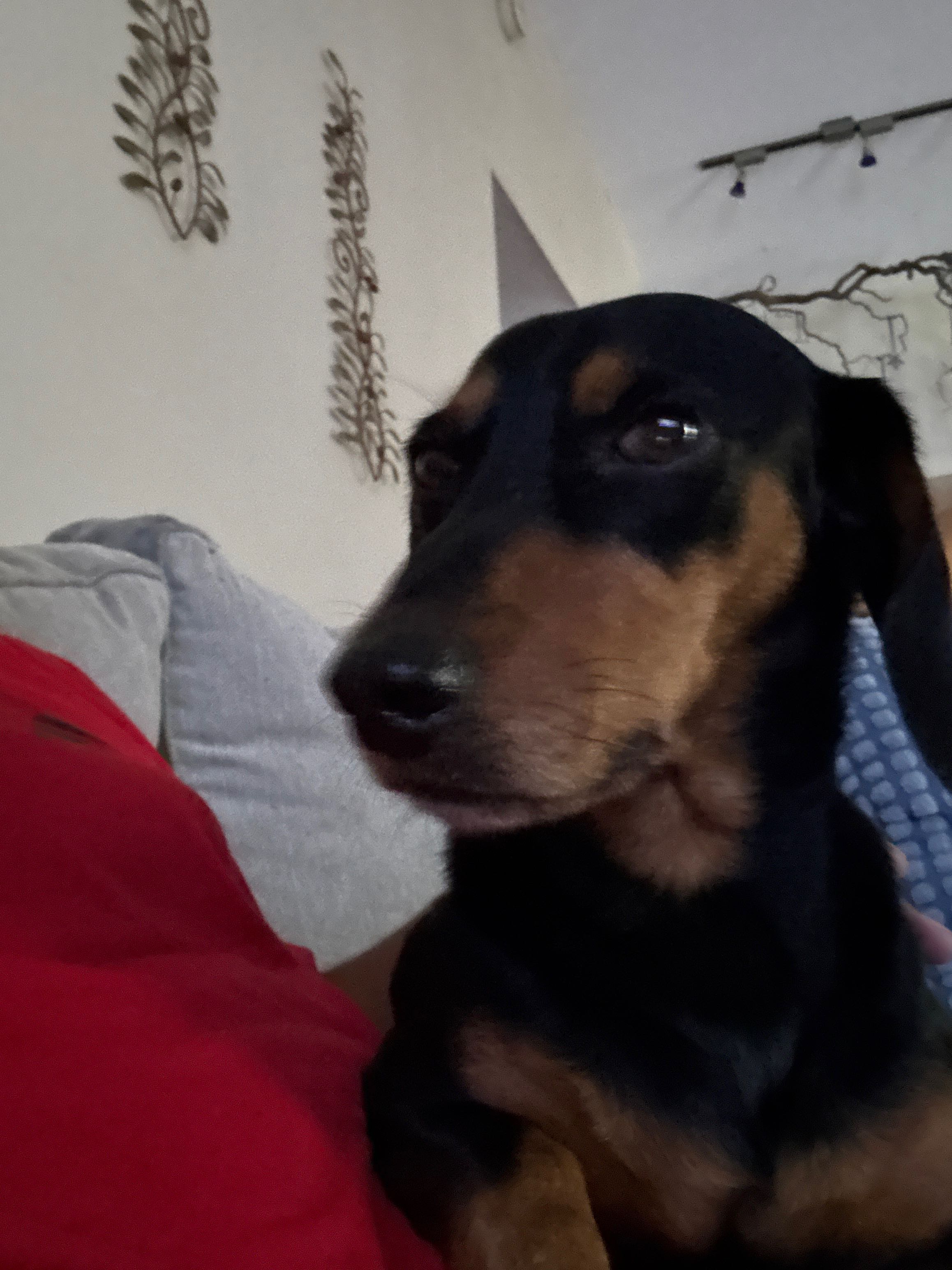 juicseph on One Bite Pizza App