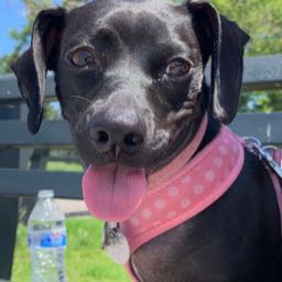 adam.heaphy on One Bite Pizza App