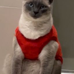 atex on One Bite Pizza App