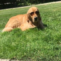 andy.yechout on One Bite Pizza App