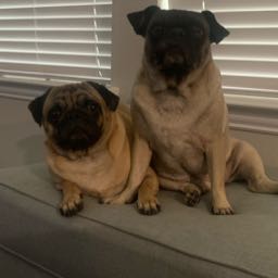 leo.rendon92 on One Bite Pizza App