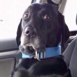 johnny.twotimes on One Bite Pizza App