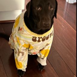 dhelmet2000 on One Bite Pizza App