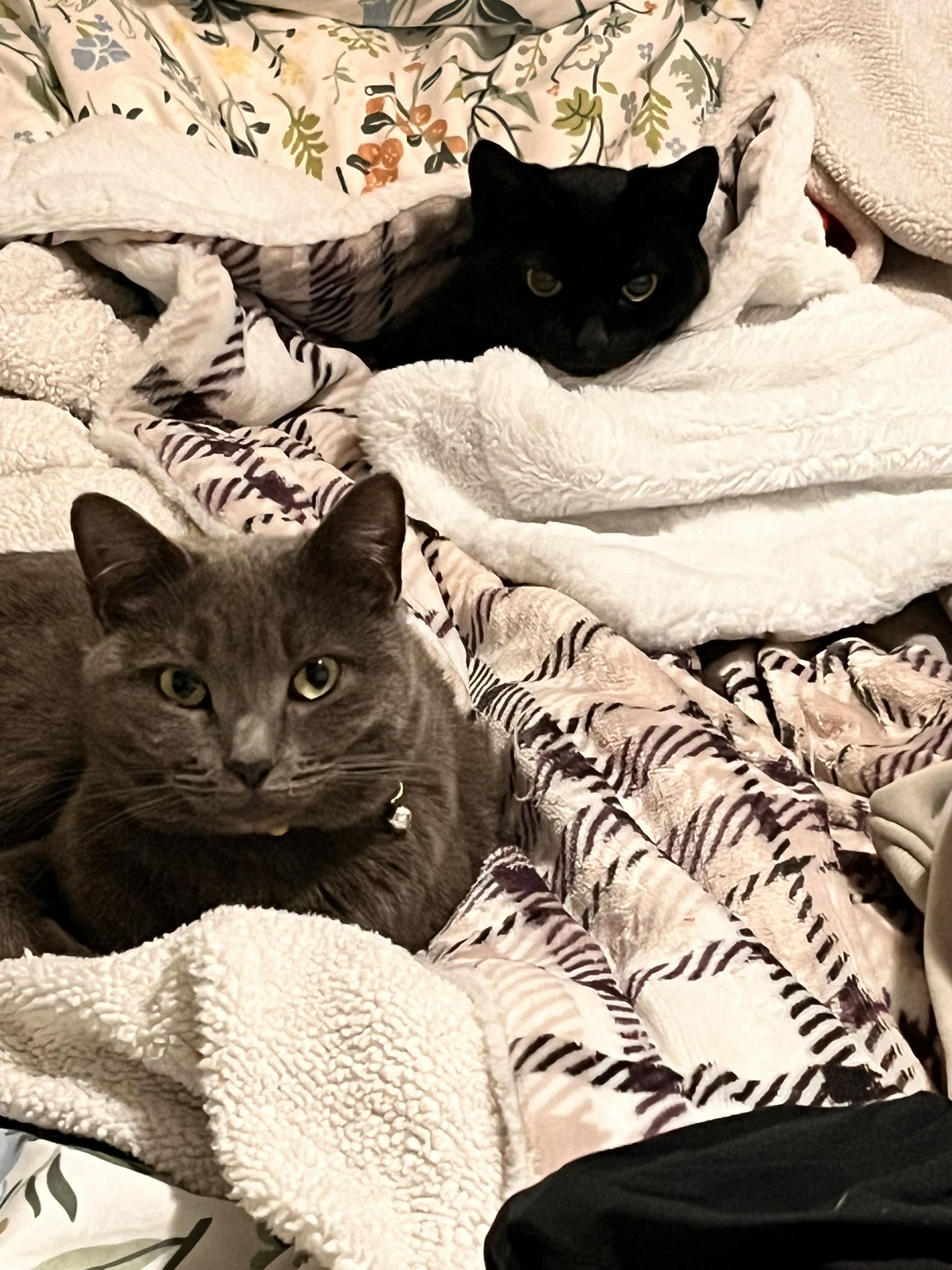 chaxeed.anderson on One Bite Pizza App