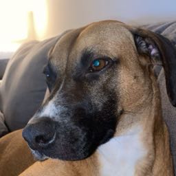 cain.adams on One Bite Pizza App