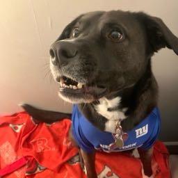 whatisgrimace on One Bite Pizza App